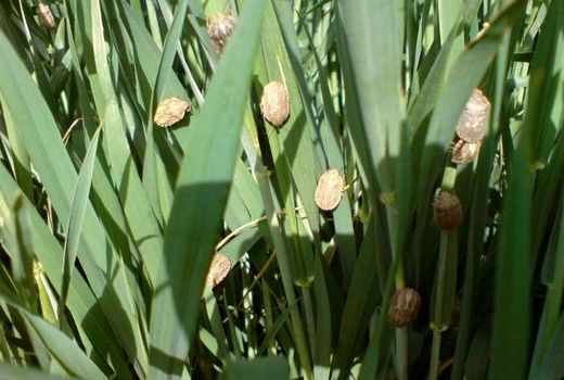 افزایش مبارزه با آفت سن در گندمزارها و جوزارهای شیروان