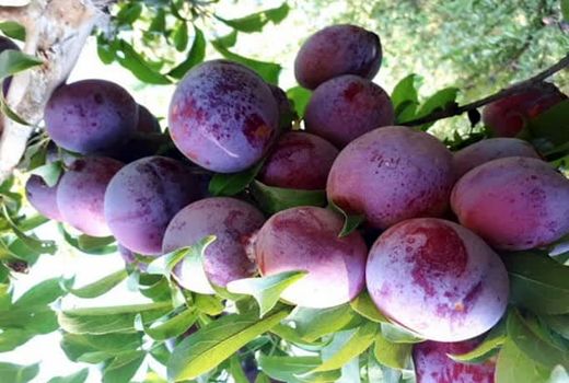 آغاز برداشت آلو از باغات استان قزوین/ پیش‌بینی برداشت بیش از 4 هزار و 500  تن محصول