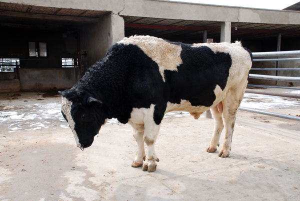  افزایش ۱۹.۸۴ درصدی تلقیح مصنوعی دام در آذربایجان شرقی