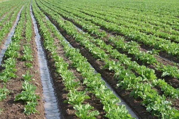 اصلاح الگوی کشت در بوشهر ضروری است/ تشکیل کاروان‌های ترویجی 