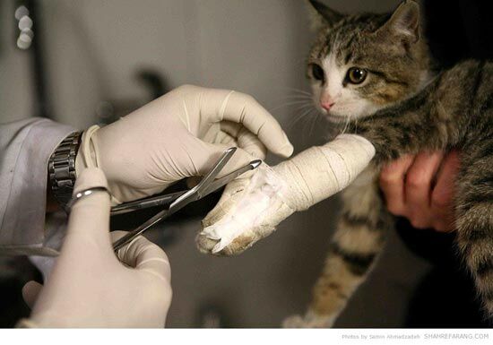 حل مشکل کلینیک‌ها و مطب‌های دامپزشکی