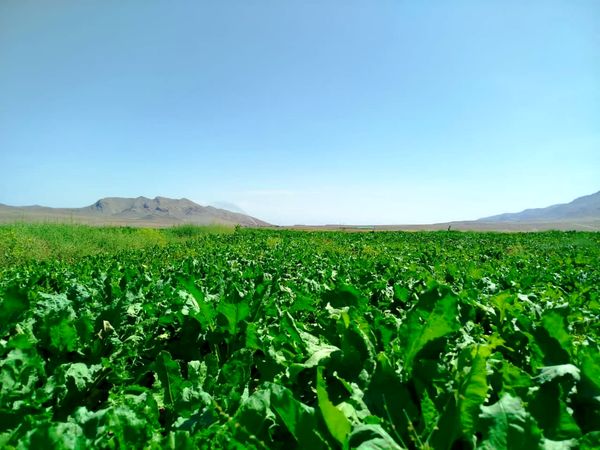 کشت چغندرقند با دستگاه پنوماتیک در سطح ۸۰ هکتار از اراضی شهرستان جلفا