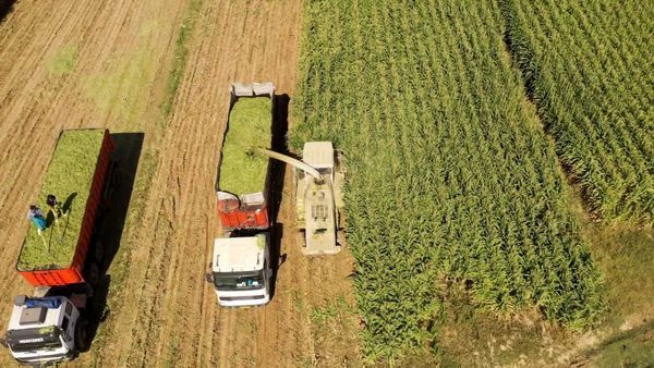 350 هزارتن ذرت علوفه ای در چهارمحال و بختیاری برداشت می شود 