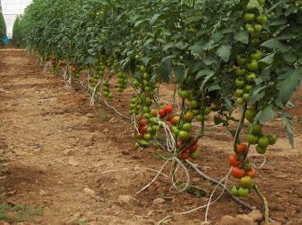مسایل و مشکلات گلخانه‌های استان کردستان در جلسه ستاد امنیت غذایی بررسی شد