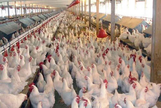طرح حمایتی تولید قراردادی گوشت مرغ در استان قزوین آغاز شد