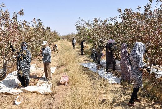 برگزاری دومین جلسه هماهنگی تشکیل قرارگاه کاداستر اراضی کشاورزی در مدیریت جهاد کشاورزی شهرستان انار 