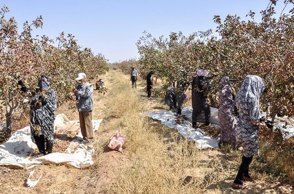برگزاری دومین جلسه هماهنگی تشکیل قرارگاه کاداستر اراضی کشاورزی در مدیریت جهاد کشاورزی شهرستان انار 