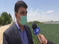 کاهش هزار هکتاری سطح زیر کشت غلات در برخوار