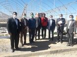 بازدید معاون اعتبارات بانک کشاورزی از مجتمع گلخانه ای درمیان