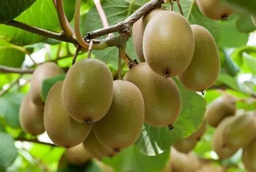 برداشت علمی کیوی کلید حفظ اعتبار جهانی محصول ایرانی است