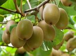 برداشت علمی کیوی کلید حفظ اعتبار جهانی محصول ایرانی است