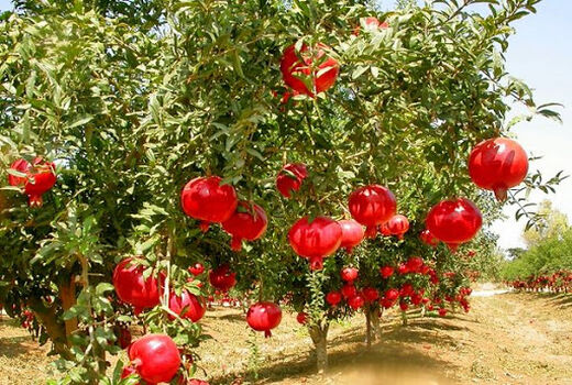 برداشت انار در سطح ۴۳۰ هکتار از باغات ایلام آغاز شد