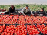 برداشت ۱۱۵ هزار تن گوجه‌فرنگی از مزارع بوشهر