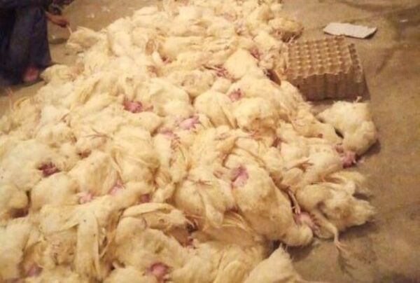 ۱۰ هزار قطعه مرغ به دلیل قطعی برق در بافق تلف شدند