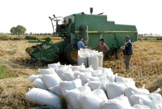 تسویه مطالبات کشاورزان تا پایان مهر ماه