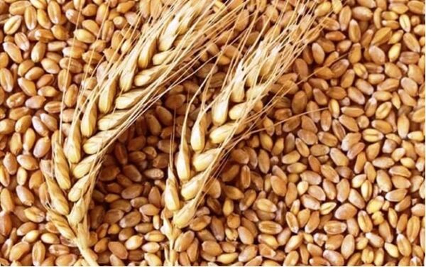 تامین بذور مورد نیاز برای کشت های پاییزه در شهرستان  ورزقان