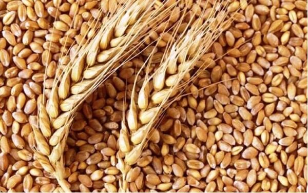 تامین بذور مورد نیاز برای کشت های پاییزه در شهرستان  ورزقان