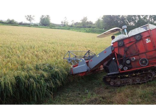 ۷۵ درصد کاهش هزینه خزانه و نشا با خشکه کاری 