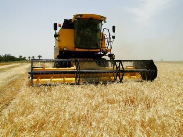 پیش‌بینی تولید 233 هزار تن جو در استان کرمانشاه