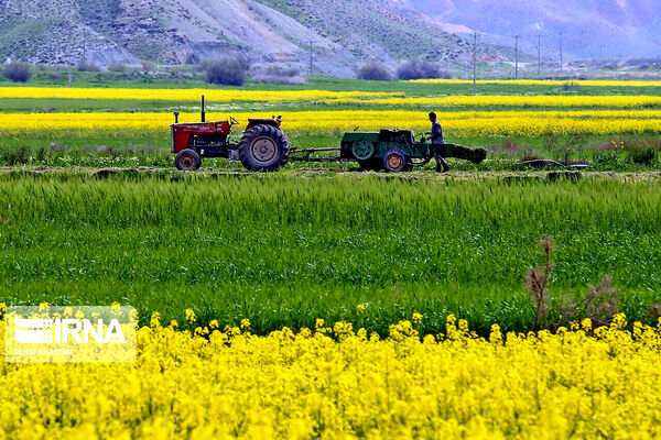 کاشت بذور سخت و برداشت توسعه