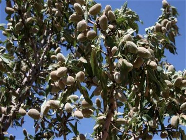 برداشت بادام از باغات آبی ودیم شهرستان سربیشه