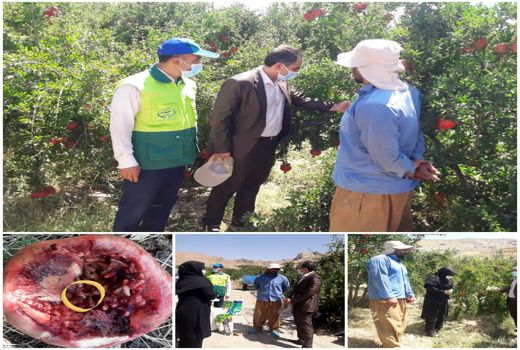 مشاهده مگس انجیر افریقایی در یکی از باغات انار شهرستان خرم آباد