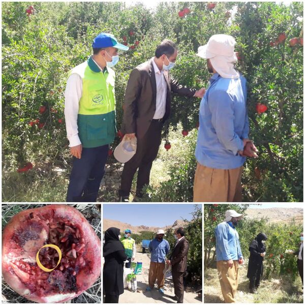 مشاهده مگس انجیر افریقایی در یکی از باغات انار شهرستان خرم آباد