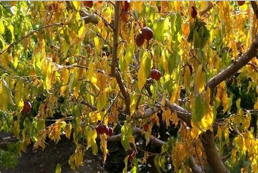 خشکسالی ۳۵ درصد محصولات باغی خراسان شمالی را کاهش داد
