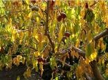 خشکسالی ۳۵ درصد محصولات باغی خراسان شمالی را کاهش داد