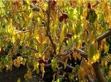 خشکسالی ۳۵ درصد محصولات باغی خراسان شمالی را کاهش داد