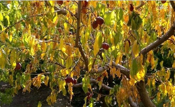 خشکسالی ۳۵ درصد محصولات باغی خراسان شمالی را کاهش داد