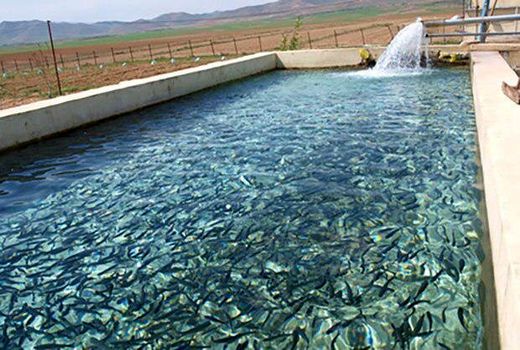 ۵۰ درصد تولید ماهیان خوراکی در استخرهای ذخیره آب کشاورزی/ مجوزدارها تسهیلات می‌گیرند 