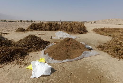 تولید 1500 تن دانه روغنی کنجد در خنج