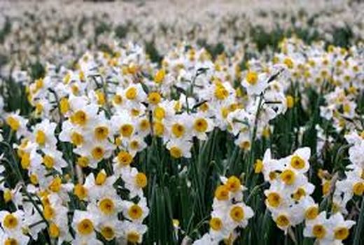 کشت نواری گل نرگس در شهرستان جهرم