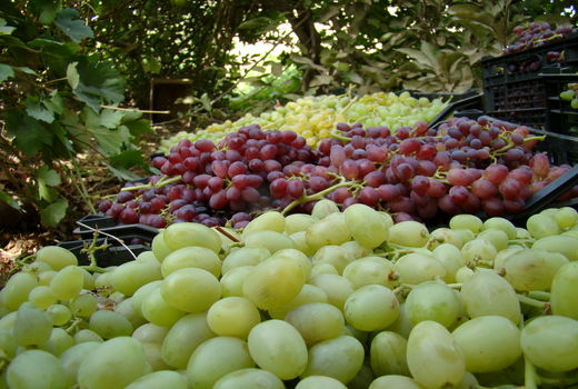 برداشت انگور