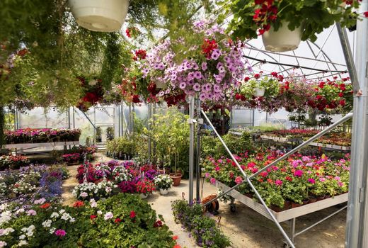 سه رقم جدید فریزیا معرفی خواهد شد