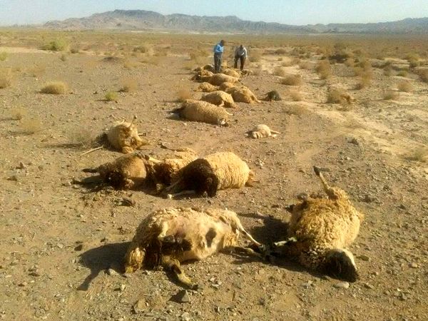 دامداران خراسان شمالی ۲۷۹ میلیون ریال بابت حمله وحوش غرامت گرفتند