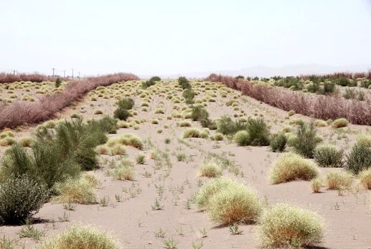 خسارت ۶۵۰ میلیون دلاری ماسه‌های روان به منابع زیست انسانی