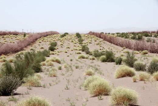 خسارت ۶۵۰ میلیون دلاری ماسه‌های روان به منابع زیست انسانی