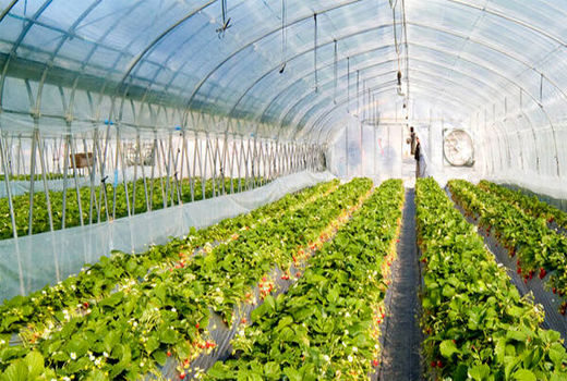 گلخانه های آذربایجان شرقی از سوخت دوم استفاده می‌کنند