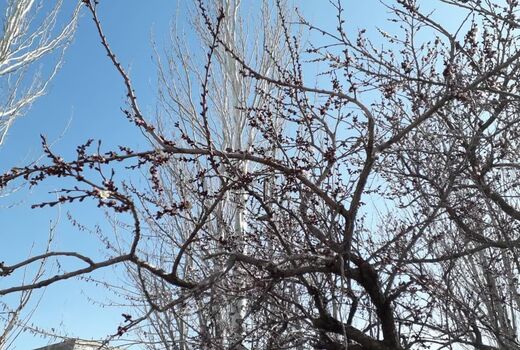 خسارت سرمازدگی با باغات و مزارع لردگان