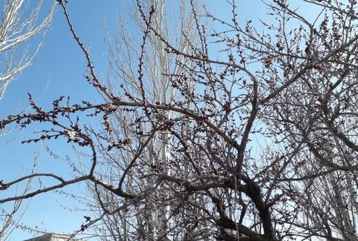 خسارت سرمازدگی با باغات و مزارع لردگان