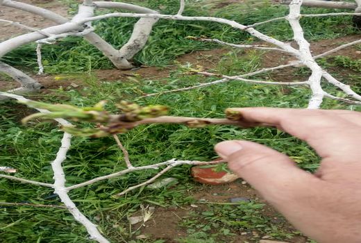 بیش از 161هزار میلیارد ریال خسارت به بخش کشاورزی استان کرمان در 7 ماه اخیر