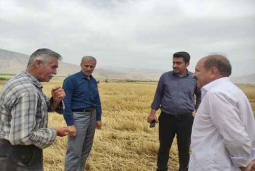 رشد 200 درصدی خرید گندم در ایذه
