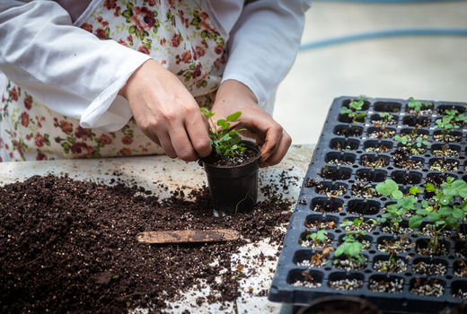 شهرستان شهرکرد پیشتاز در تولید پایه‌های گل زینتی