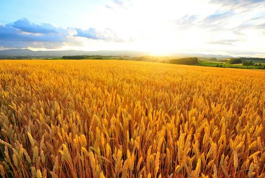 تعداد گلخانه‌ها سه برابر شد | مصرف آب و انرژی نیازمند برنامه حمایتی دولت 