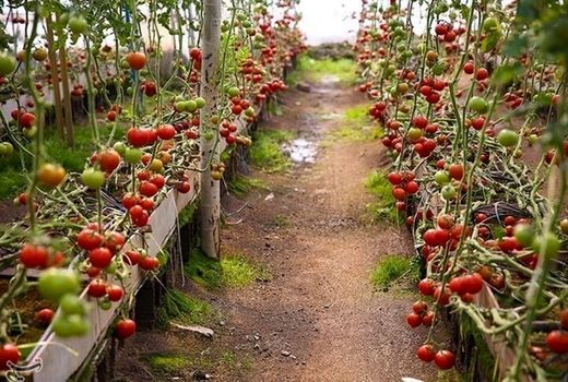 توسعه کشت‌های گلخانه‌ای راهبردی برای جهش تولید در منطقه سیستان