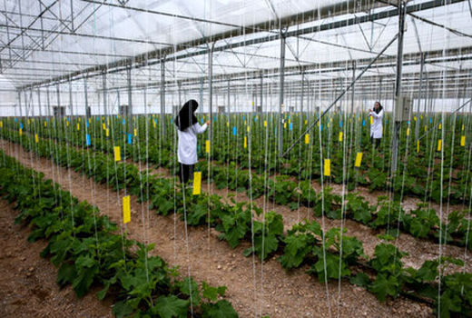 زنان کشاورز در کاهش مصرف انرژی موثر هستند 