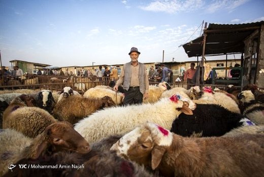 فعالیت ۷۴ اکیپ دامپزشکی در خراسان‌شمالی طی روز عید قربان