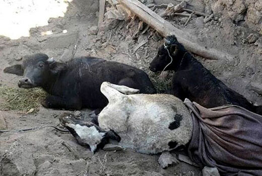 حضور به موقع دامپزشکی در شهرستانهای میانه و سراب جهت جلوگیری از شیوع بیماریهای عفونی در منطقه زلزله زده